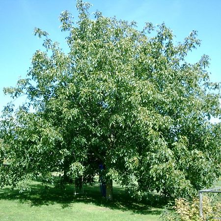 Gaestehaus Eichwald Neuenburg  Luaran gambar